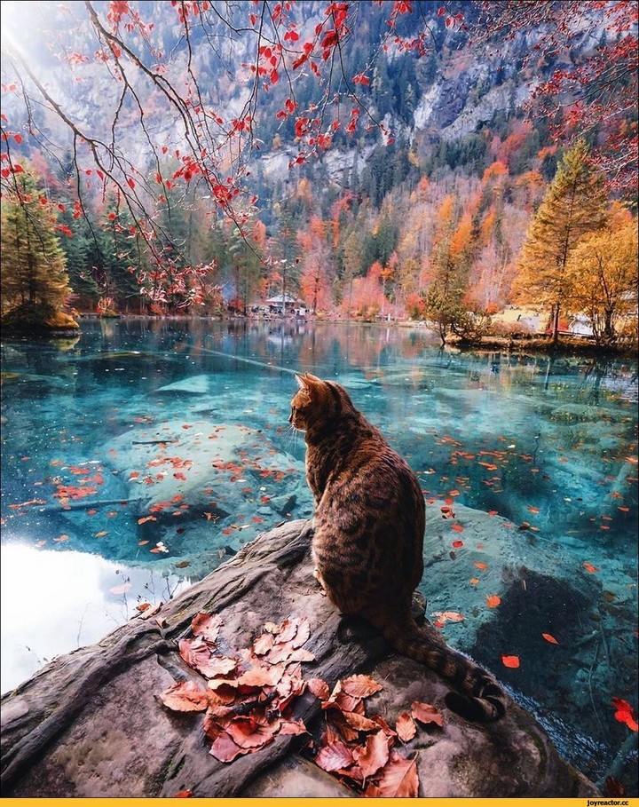 Кот