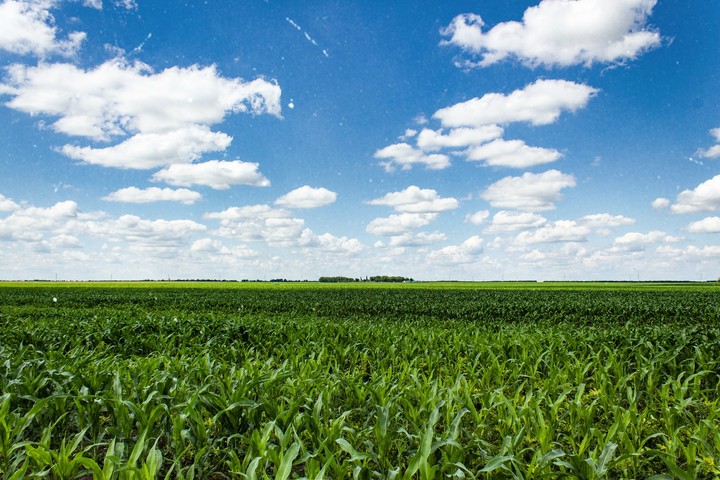 Field