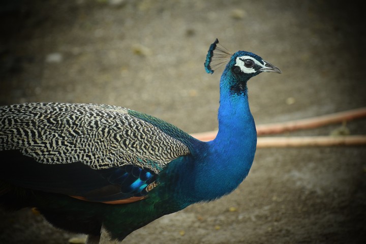 peacock