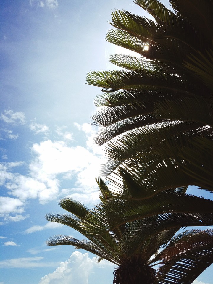 日本の夏