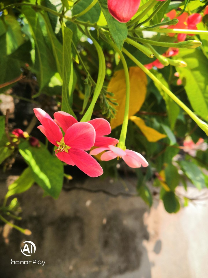 মাধবীলতা