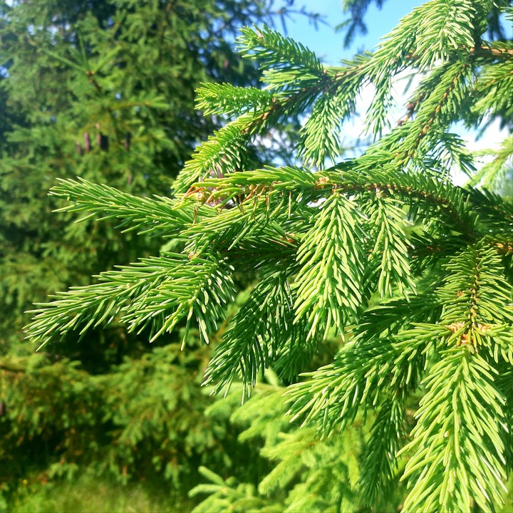 Fir
