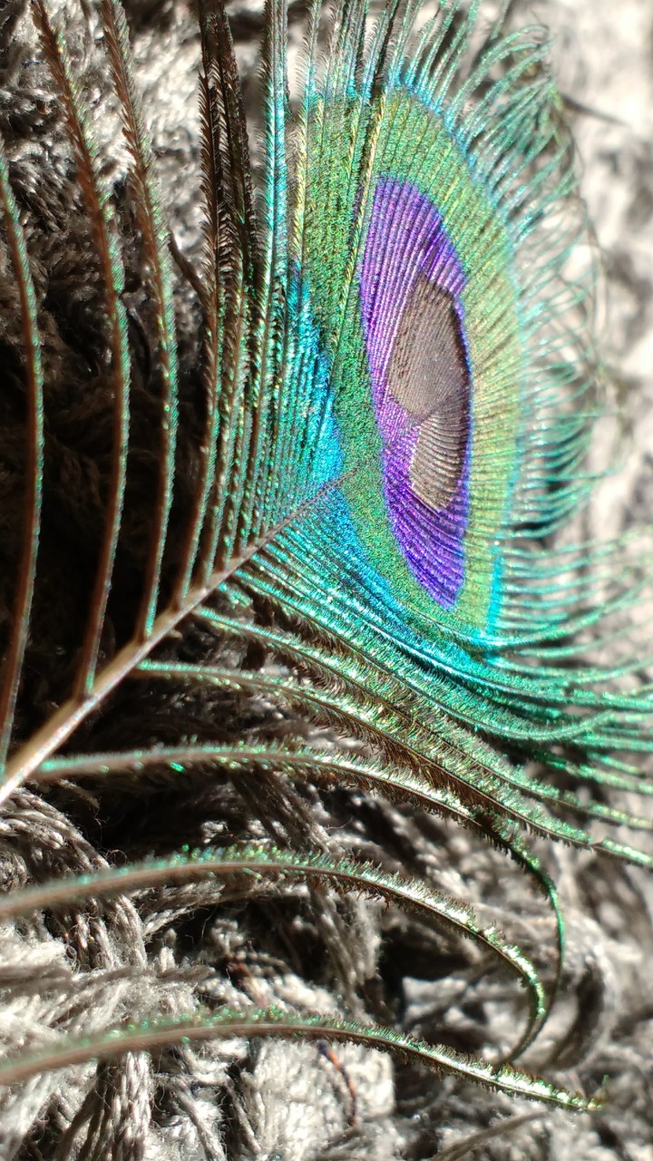 feather