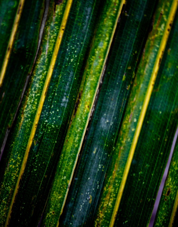Nature Abstracts