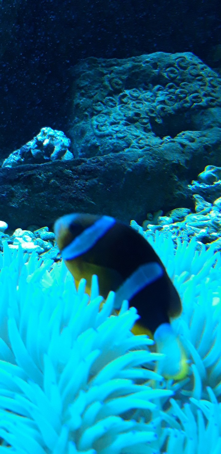 Nemo ?