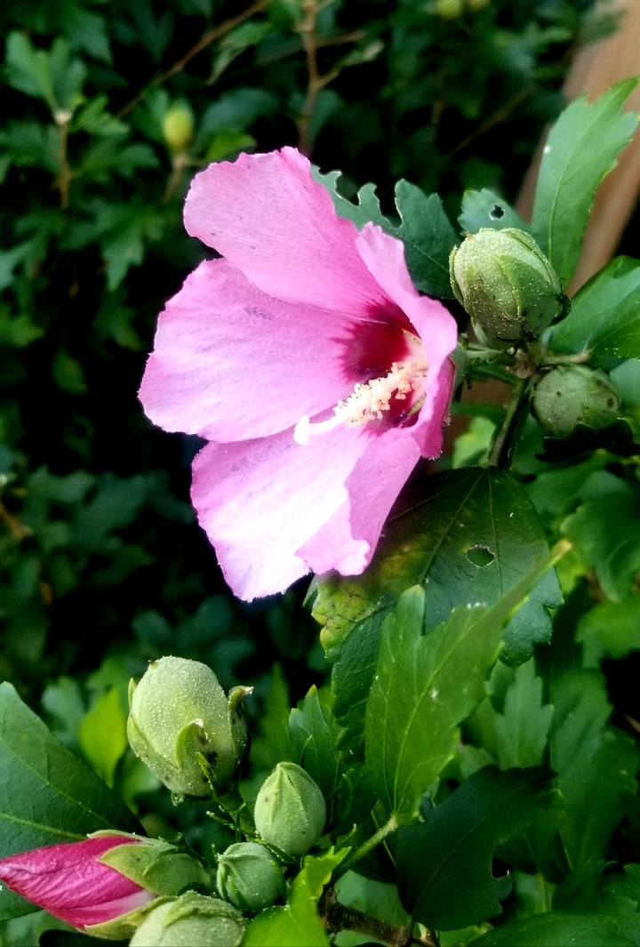 Budding