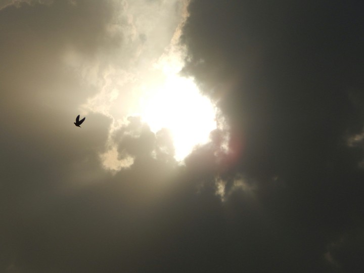free bird