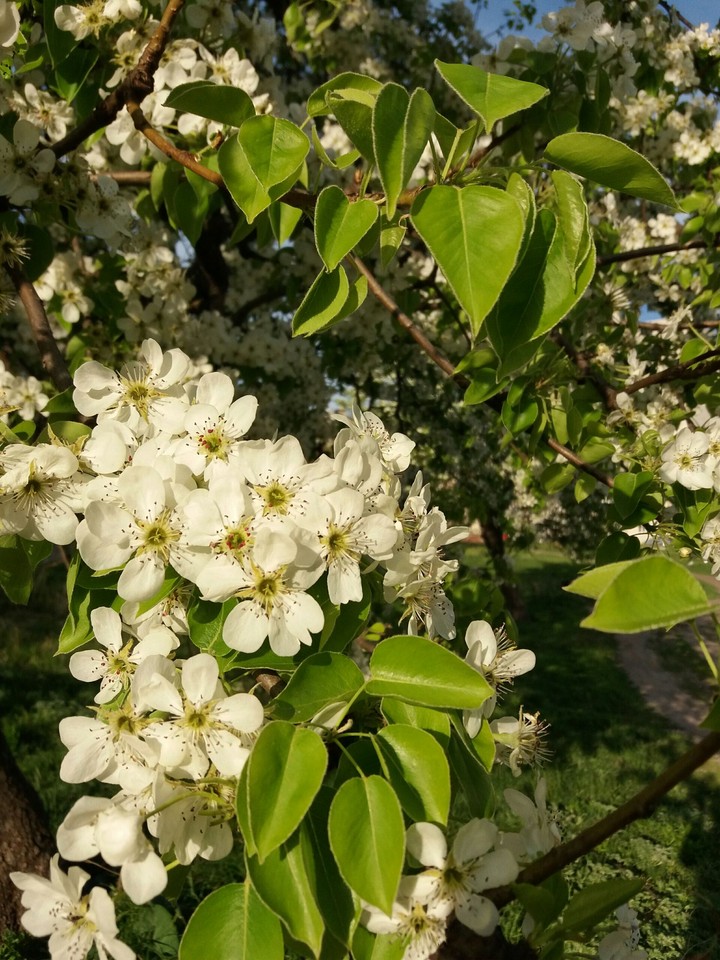 pear blossom