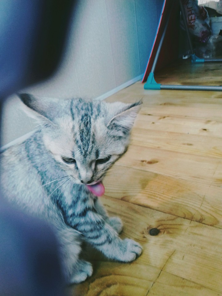 Это моя кошка