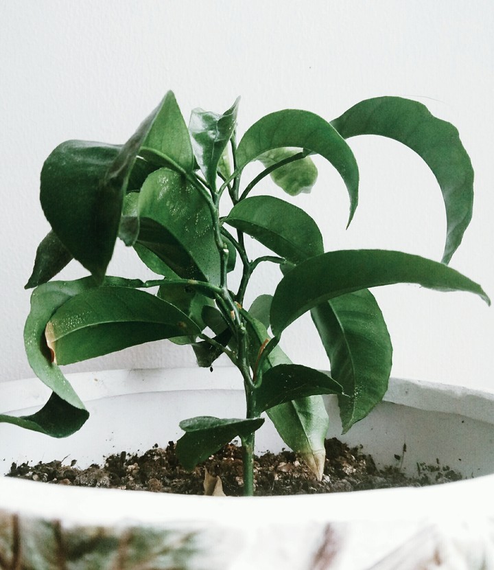 Plant