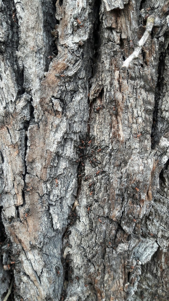 ants