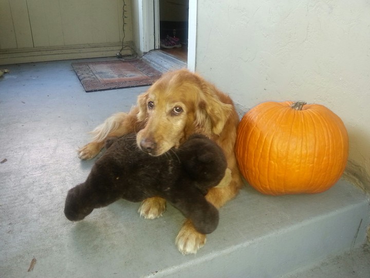 Ginger