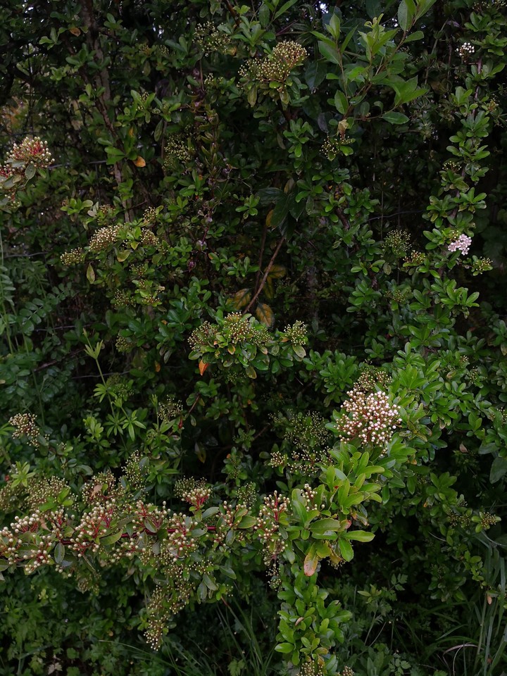 Plantified