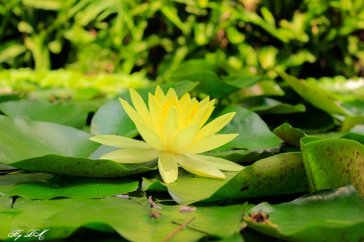Khoe sắc