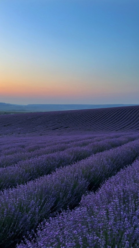 tree, violet Hintergrundbilder