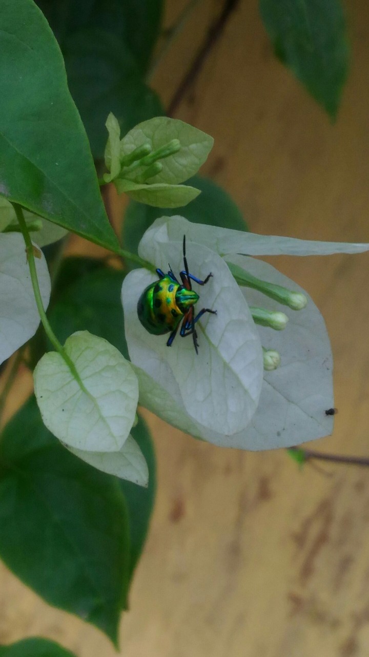 insect