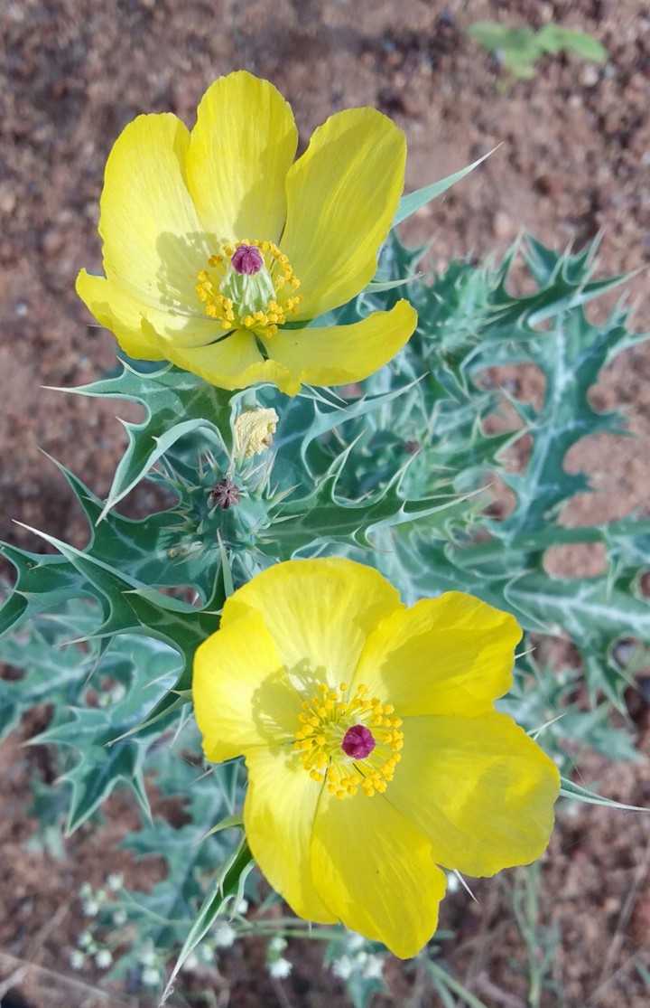 #yellow flowers