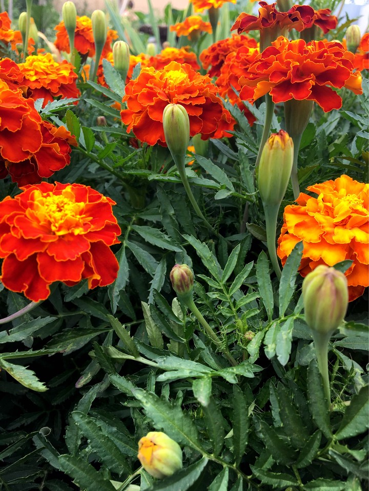 Flowers