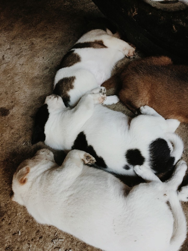 Dog