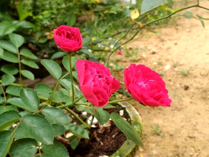 flowers