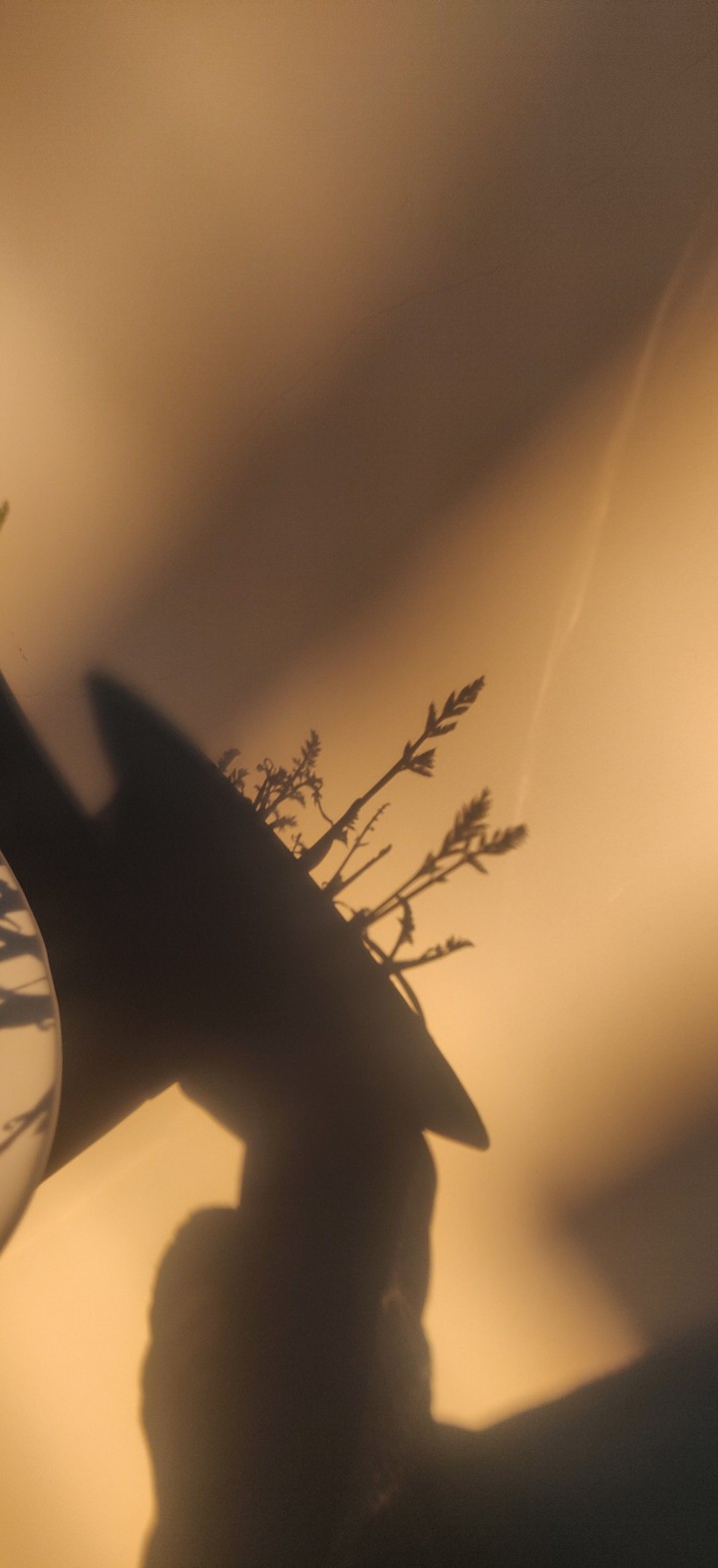 peaceful evenings during quarantine