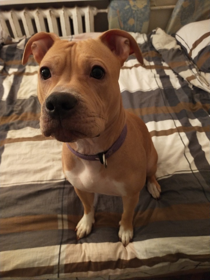 dog