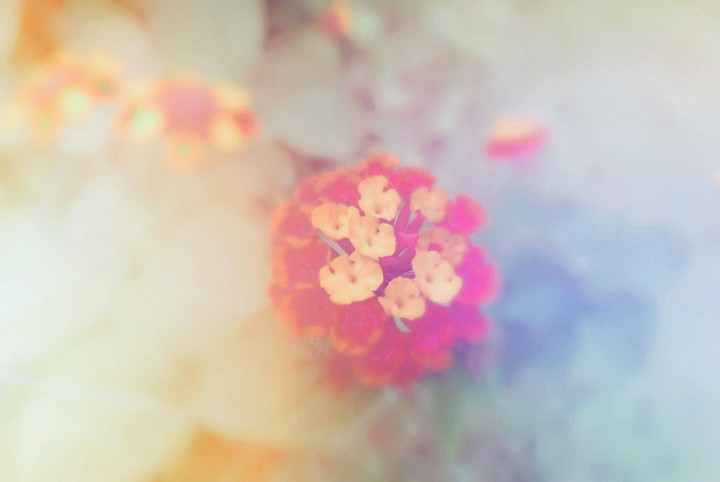 Lantana Macro