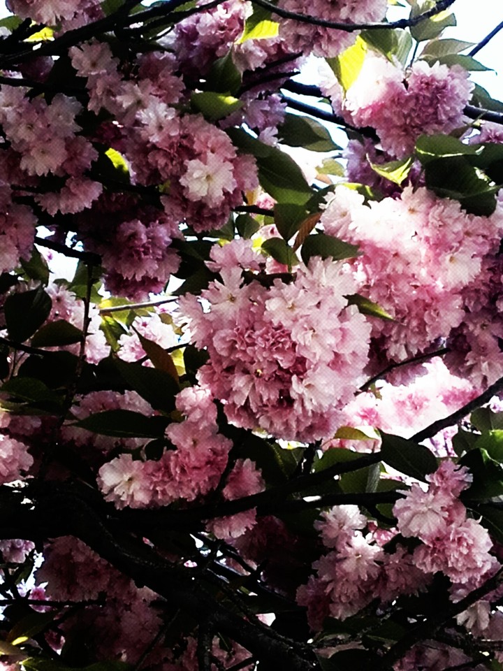 Spring