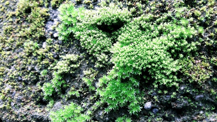 green algea