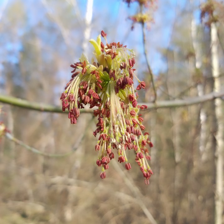 plant