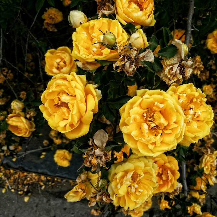 yellow gold flowers