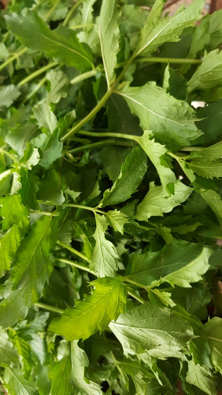 fresh vegetable