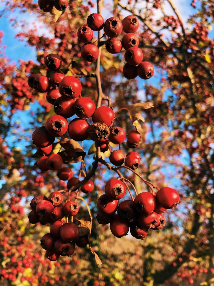 Red tree