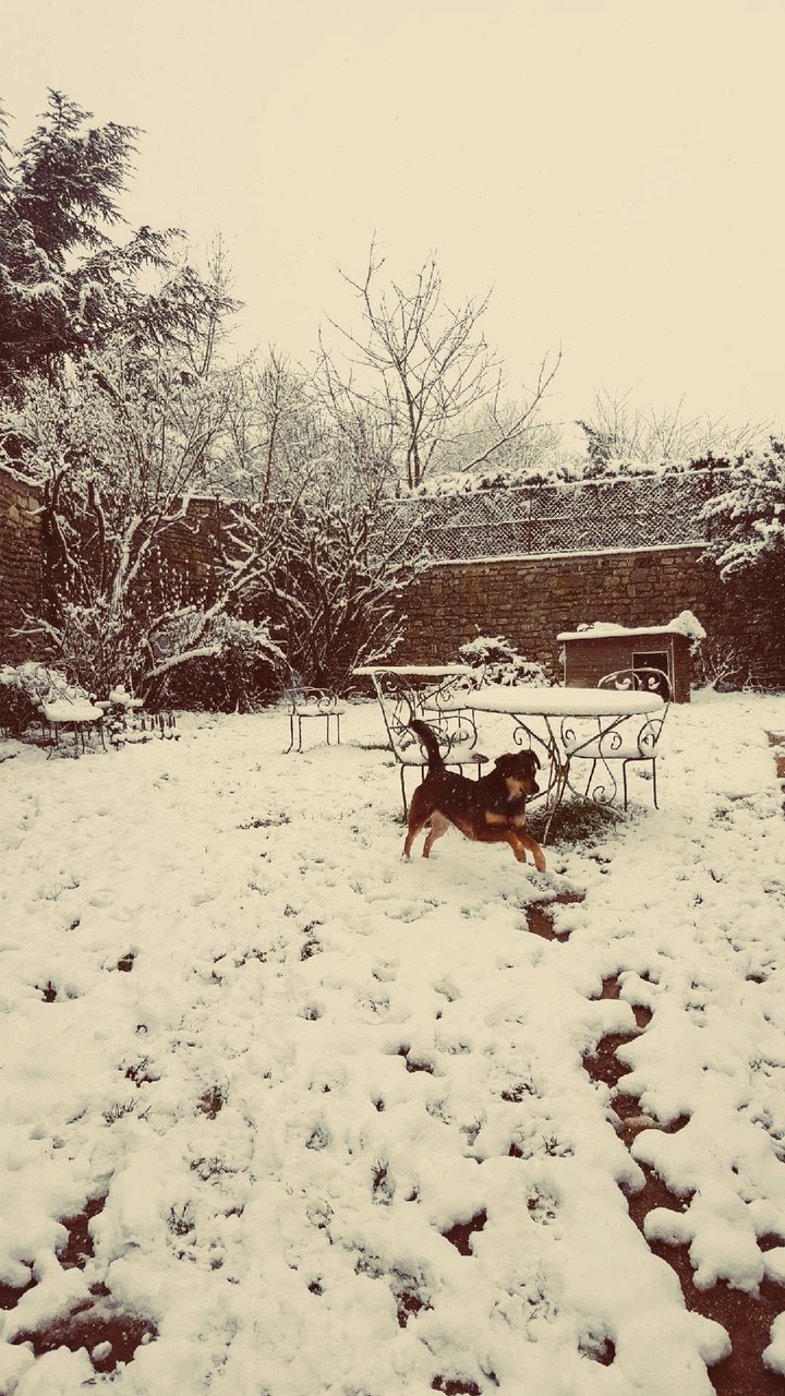 ma chienne