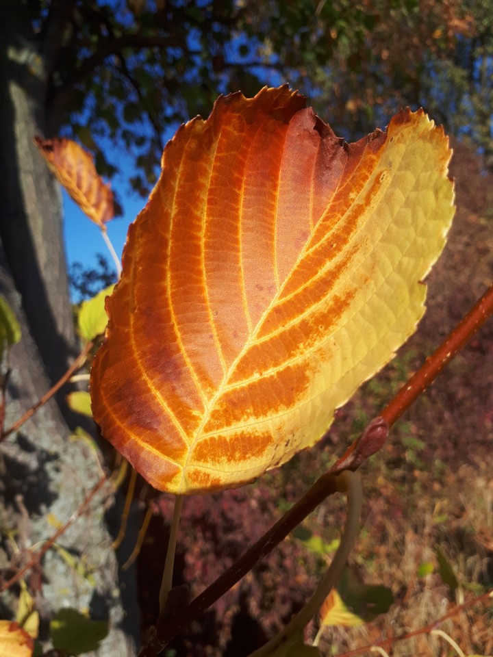 My Click
