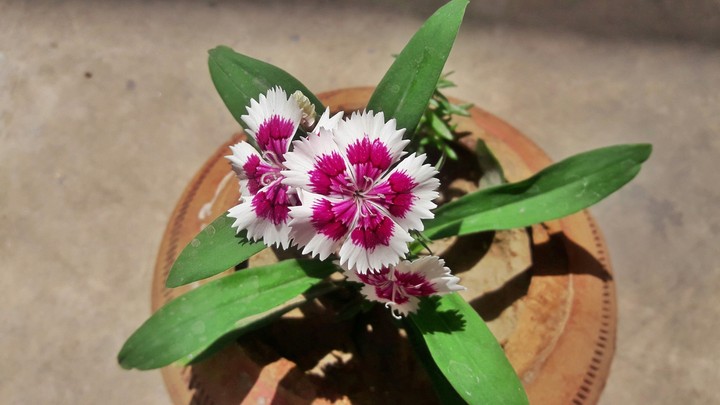 bloomed