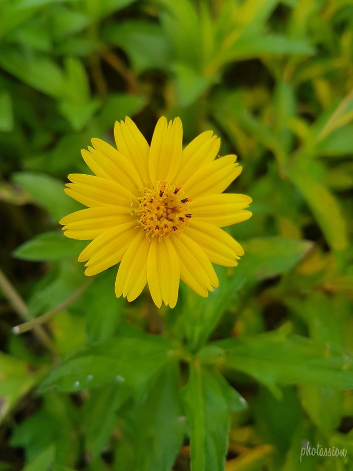 yellow flower