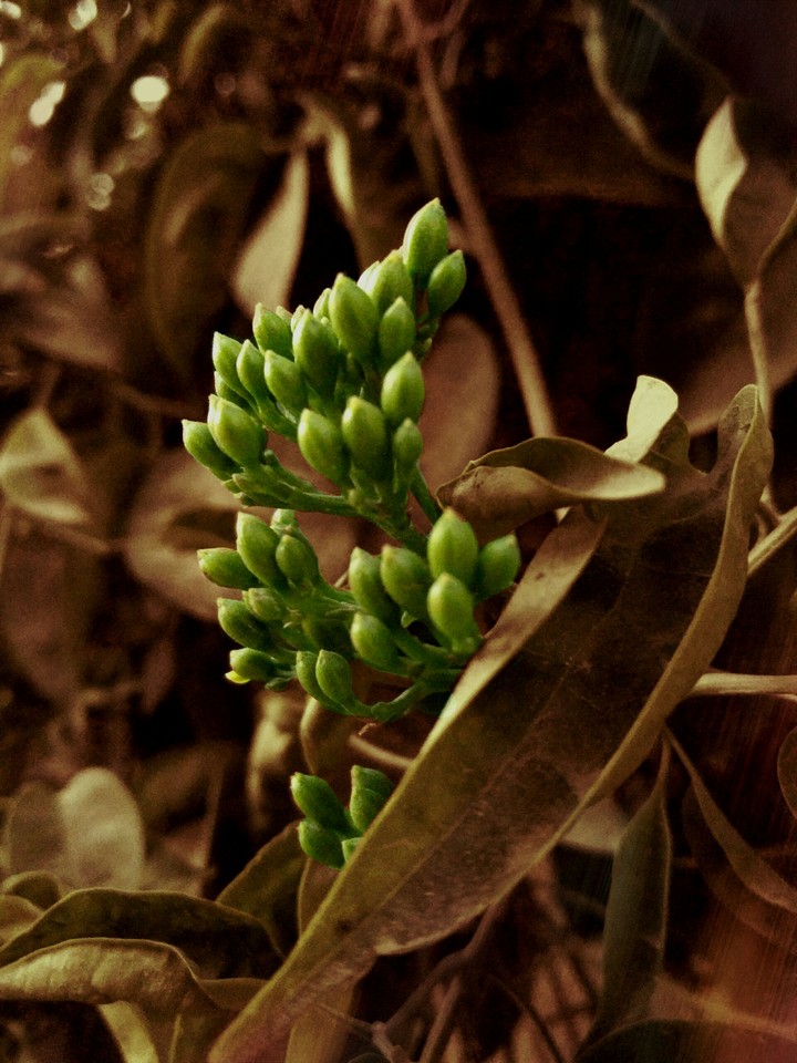 Elegant Flower Bud.