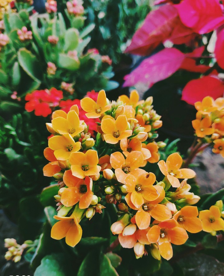 flower