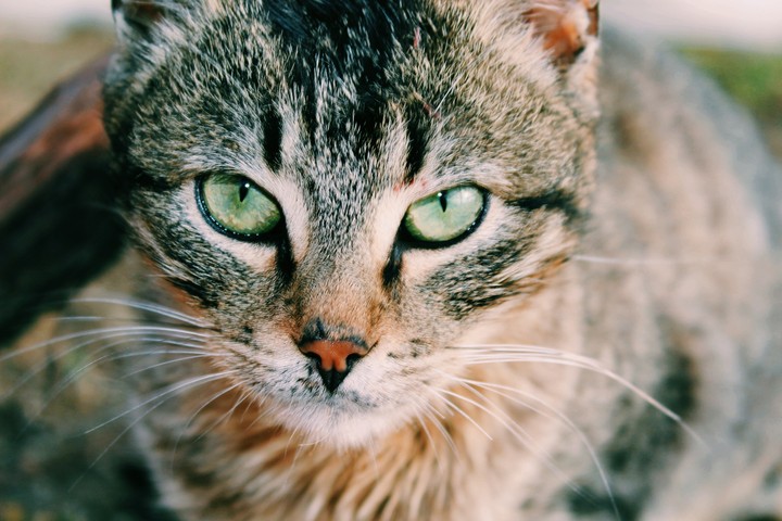 Cats
