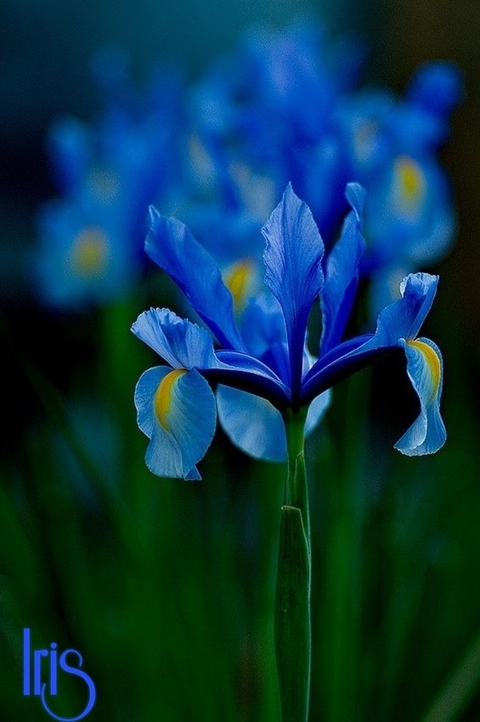 Iris