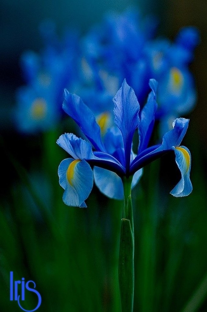 Iris