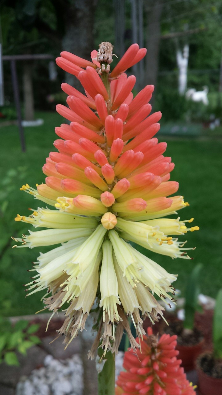 flower