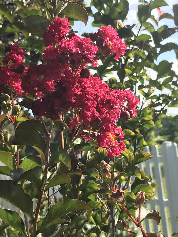 blooms now