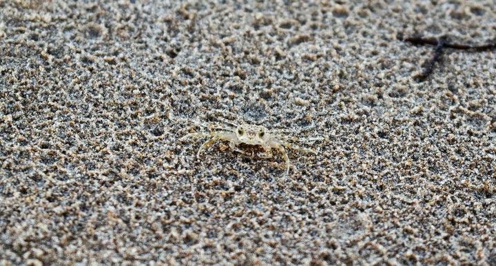 camouflage