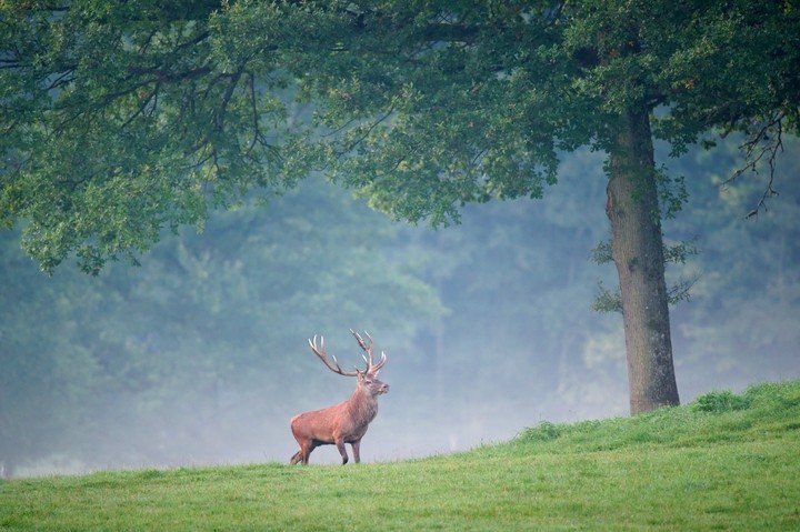 A Red Deer