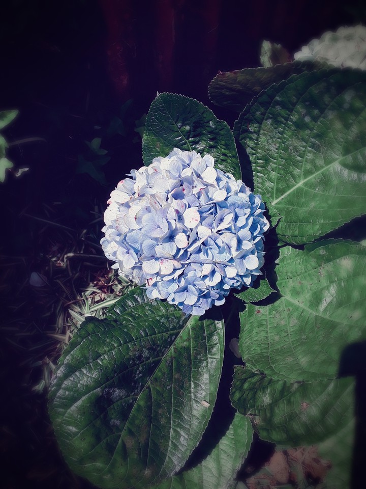 #flower