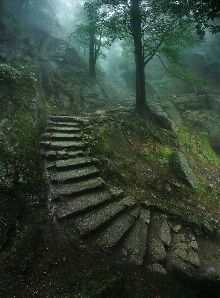 forest