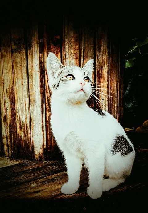 my kitty
