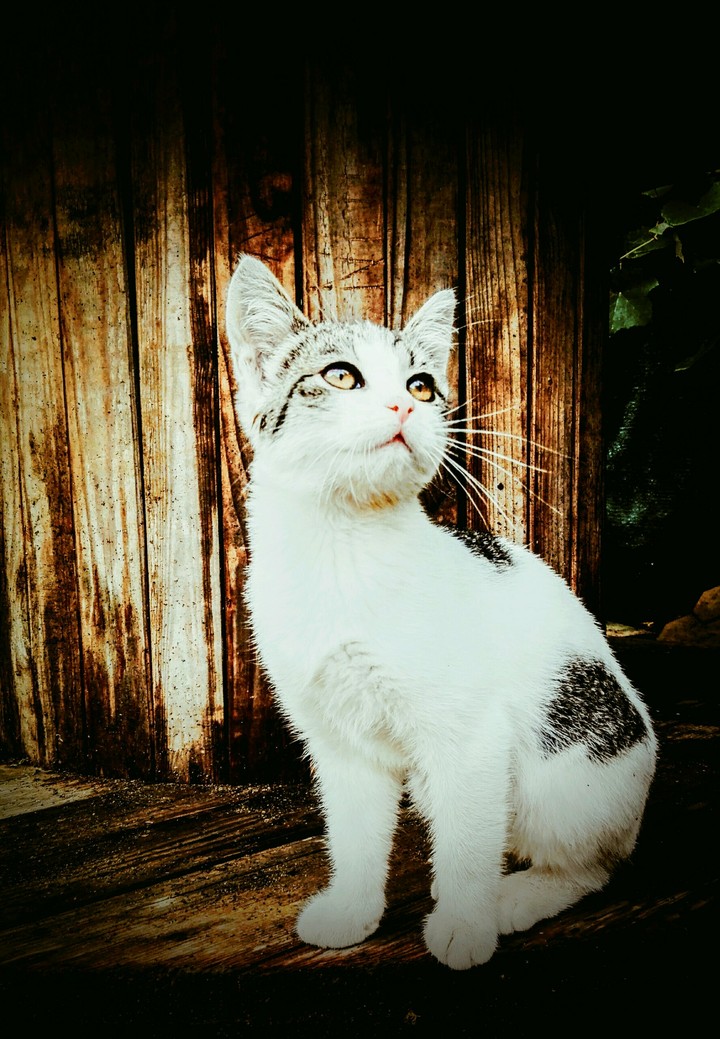 my kitty